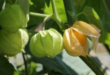 Discover the health advantages of cut leaves ground cherries