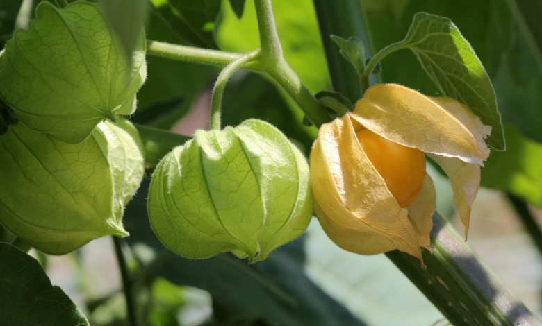 Discover the health advantages of cut leaves ground cherries