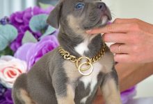 pitbull puppies for sale