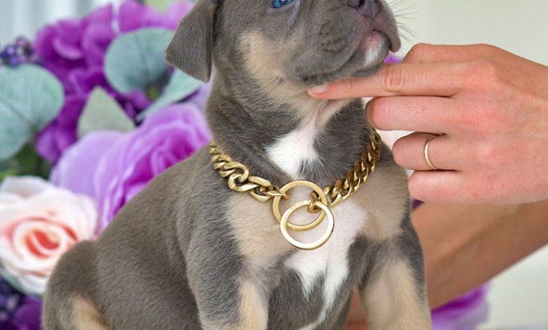 pitbull puppies for sale