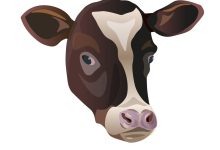 Draw A cow's Face