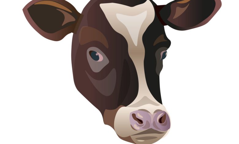 Draw A cow's Face