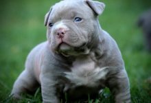 American bully puppies for sale in NJ