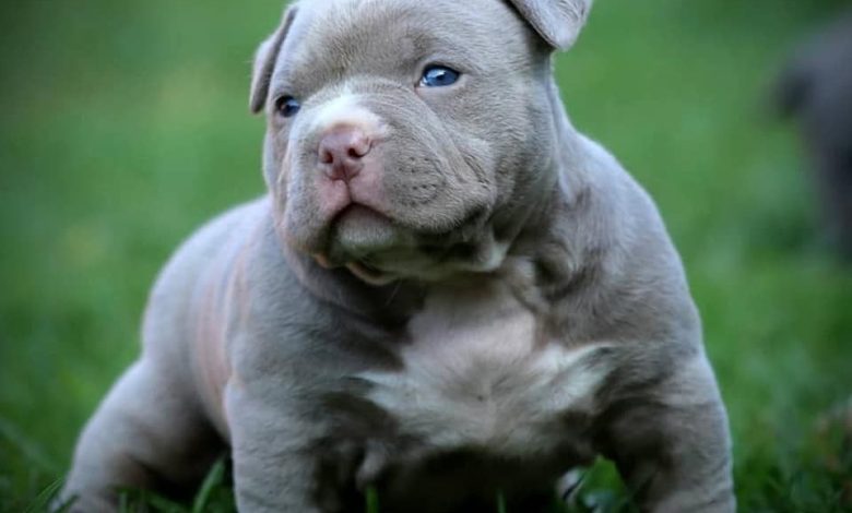 American bully puppies for sale in NJ