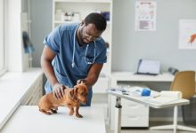 Health problems in Dogs