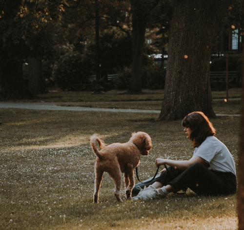 How to Teach a Dog to Heel