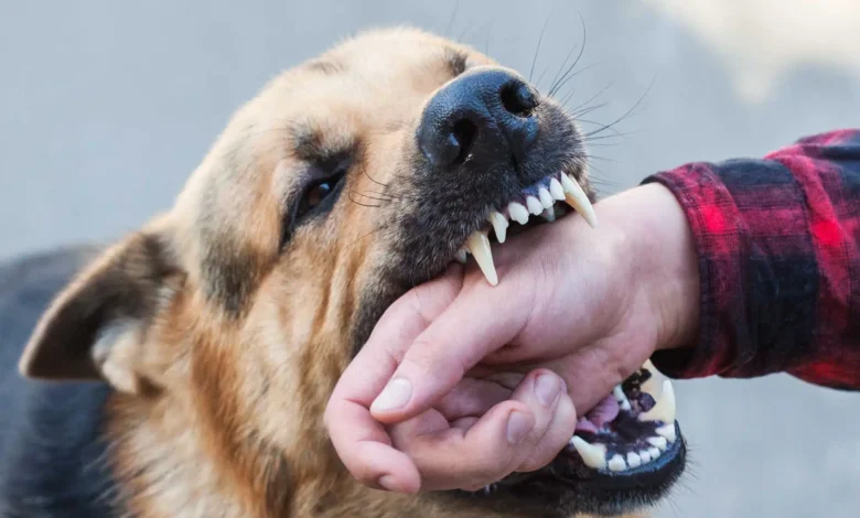 dog bite lawyer phoenix